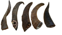 Goat Horn