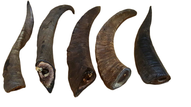 Goat sales horn instrument